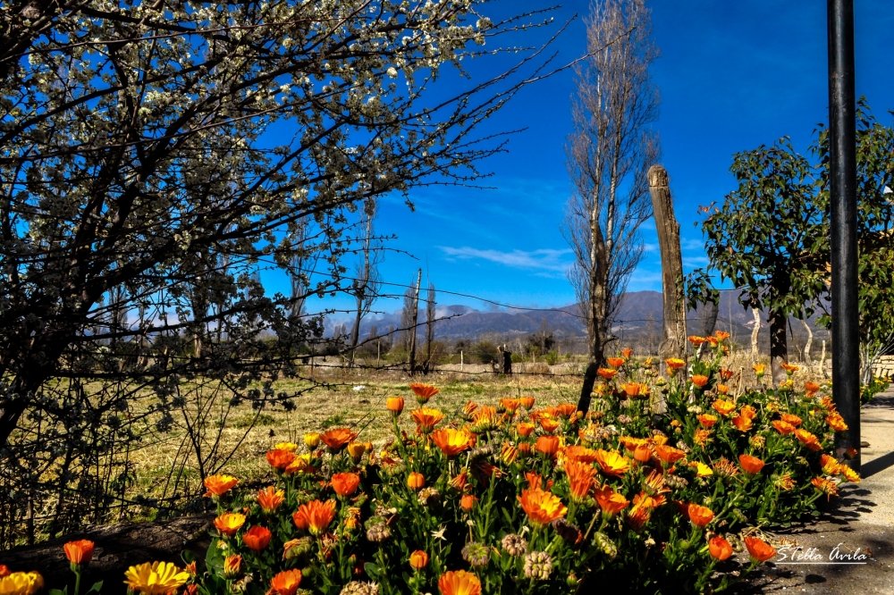 "Bienvenida Primavera" de Stella Avila