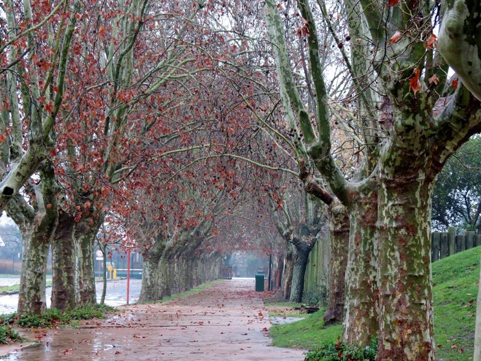 "Camino otoal" de Silvia Rivero