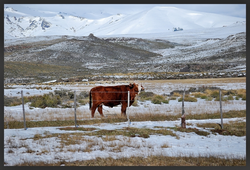 "Shorthorn" de Daniel Alberto Sapag