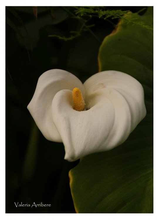 "Capricho de Primavera.." de Valeria Arribere