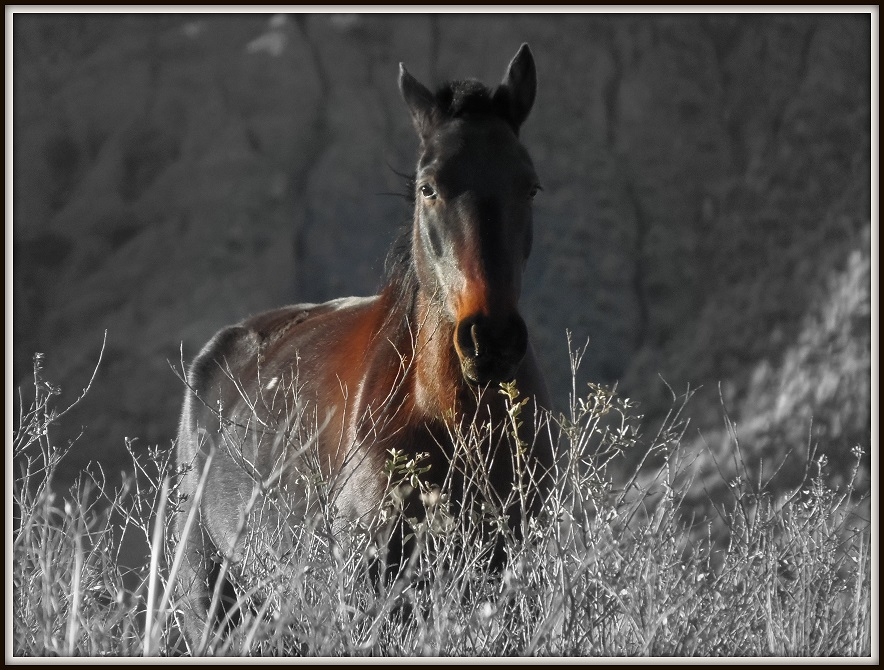 "caballo de morteritos" de Marcos Pedro Escudero