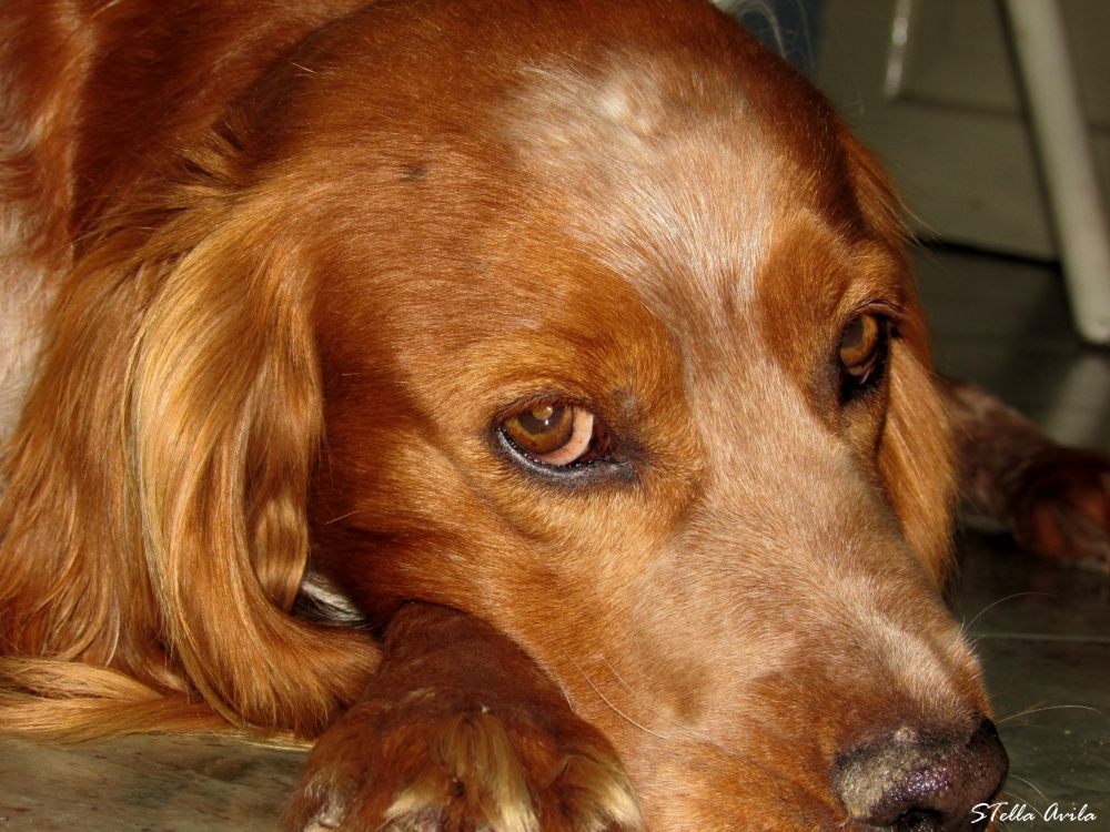 "Esa mirada..." de Stella Avila