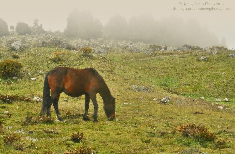 "The Horse" de Jonny Santo