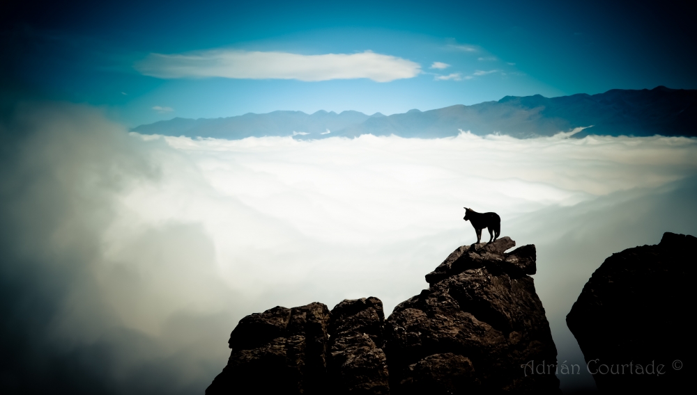 "Perro Cumbre" de Adrian Courtade