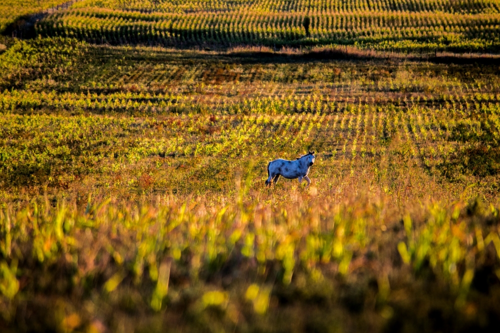 "Campo" de Walter M. Baigorria