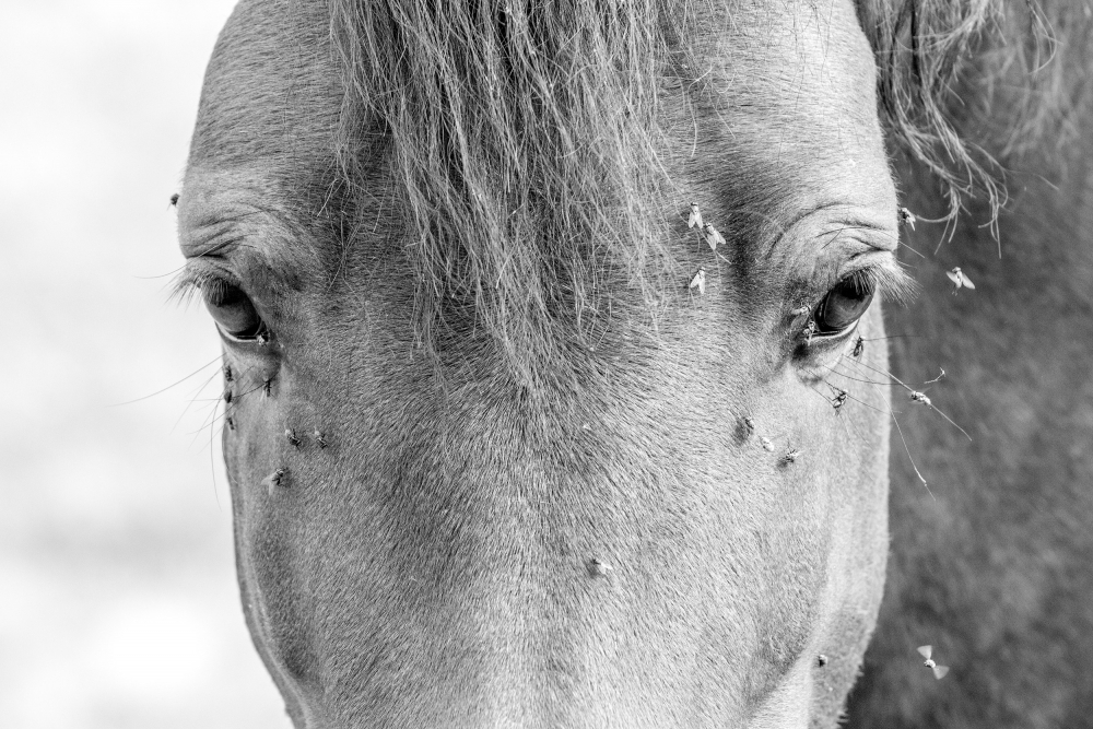 "Caballo y Moscas" de Veronica Gonzalez Vanek