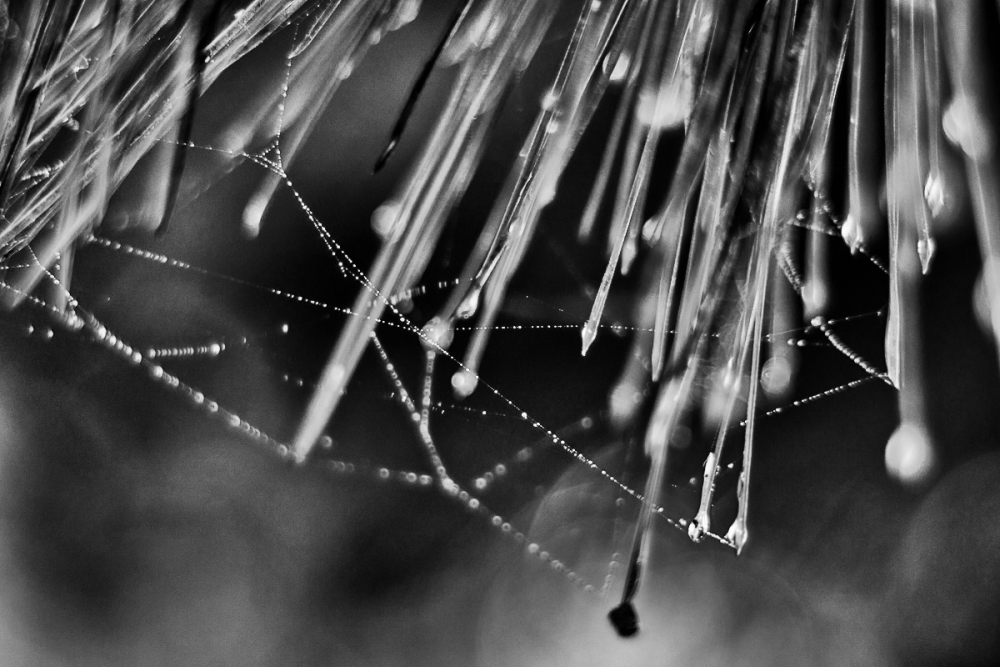 "Telaraa y gotas de lluvia" de Claudio Jord