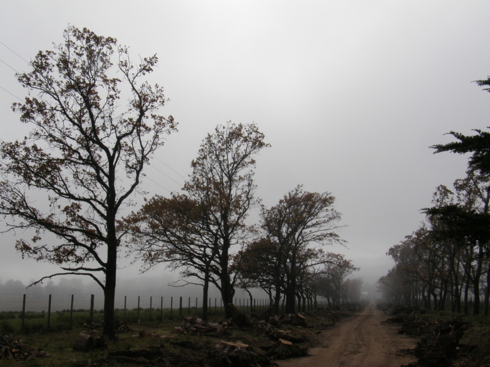 "` Entre la niebla `" de Stella Maris Rodriguez