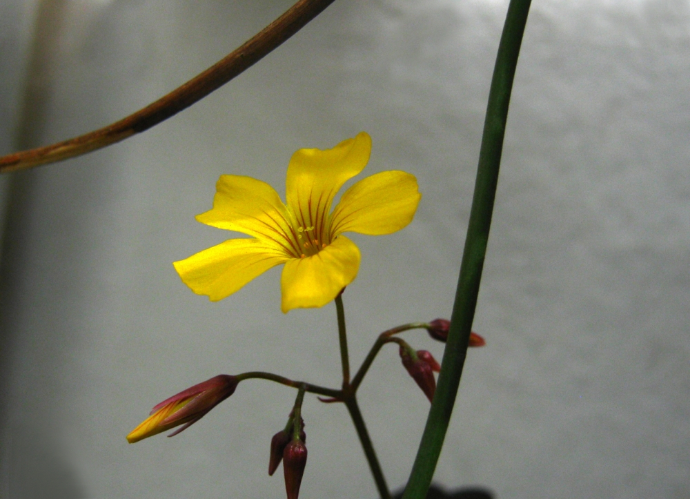 "Belleza primaveral" de Mara Griselda Garca Cuerva