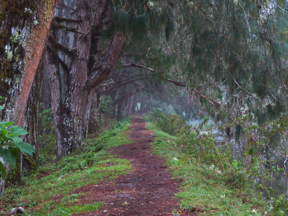 "El sEndERo" de Leonardo Donnet