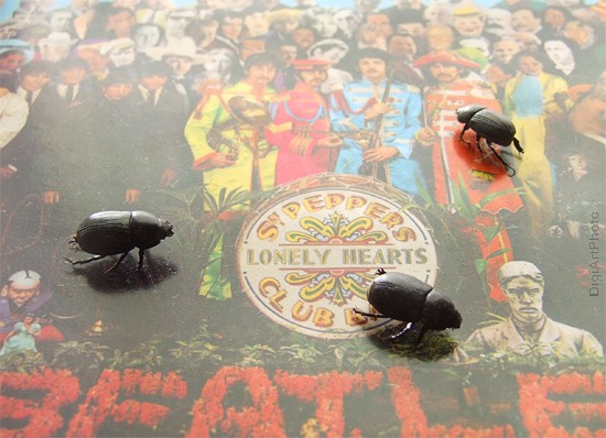 "Beetles on the Beatles" de Hugo Fernndez
