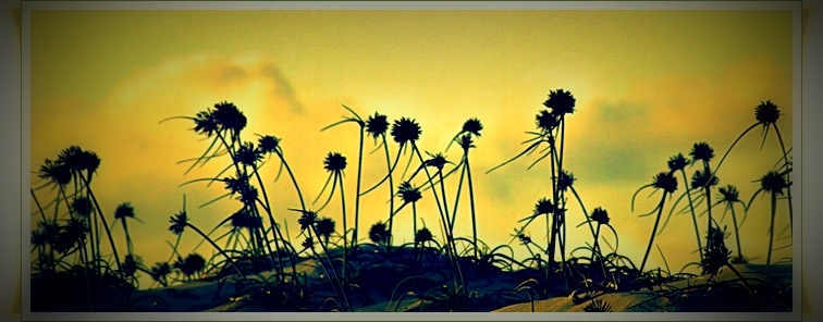 "Flores de dunas" de Valeria Montrfano