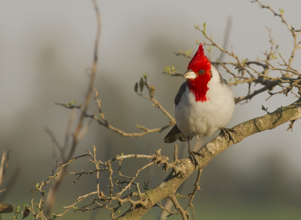 "un cardenal" de Edith Polverini