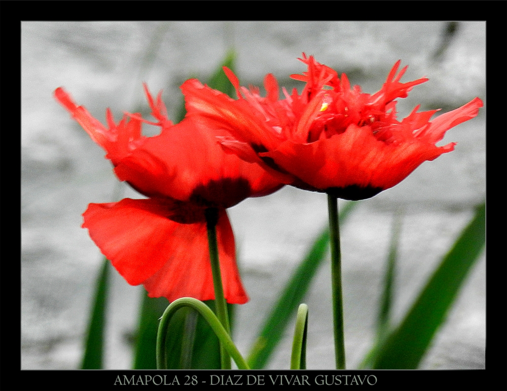 "Amapolas 28 - Diaz De Vivar Gustavo" de Gustavo Diaz de Vivar