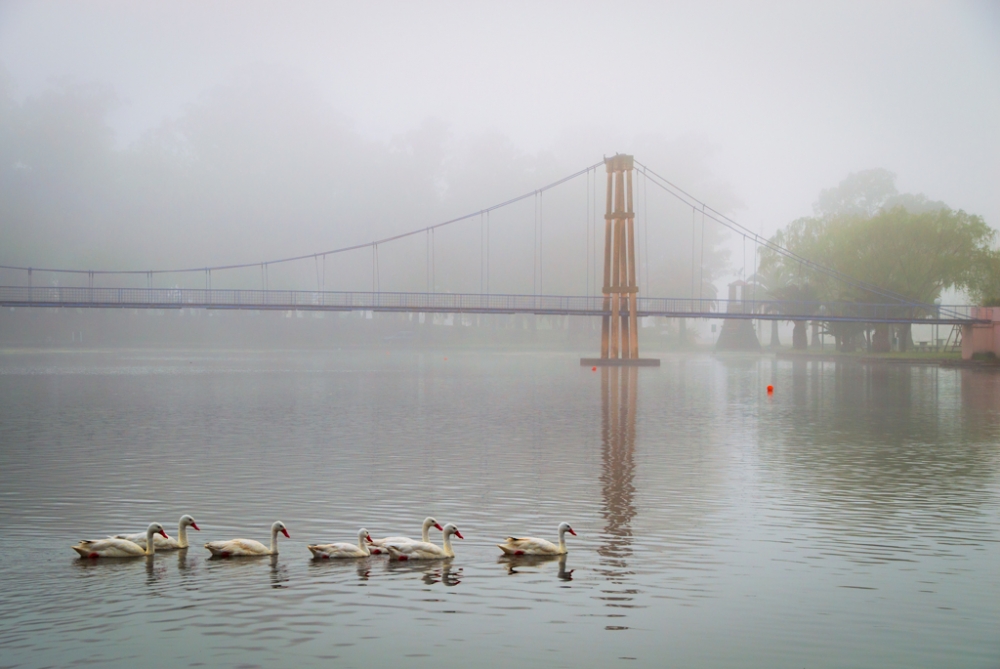 "Paseo en la niebla" de Fernando Valdez Vazquez