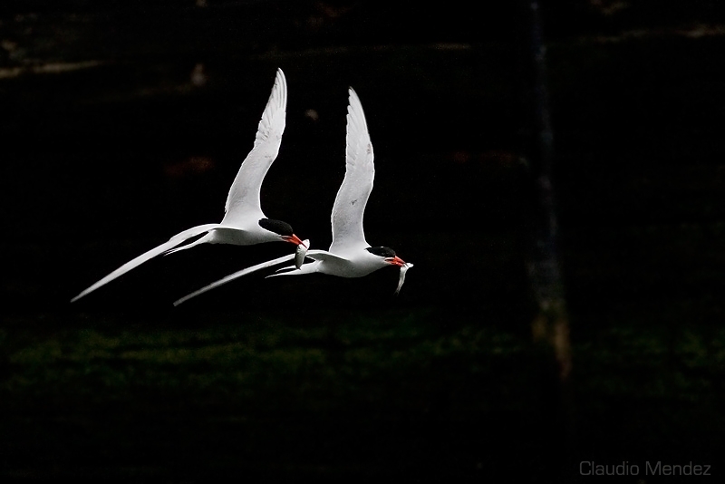 "Danzando...." de Claudio Roberto Mendez