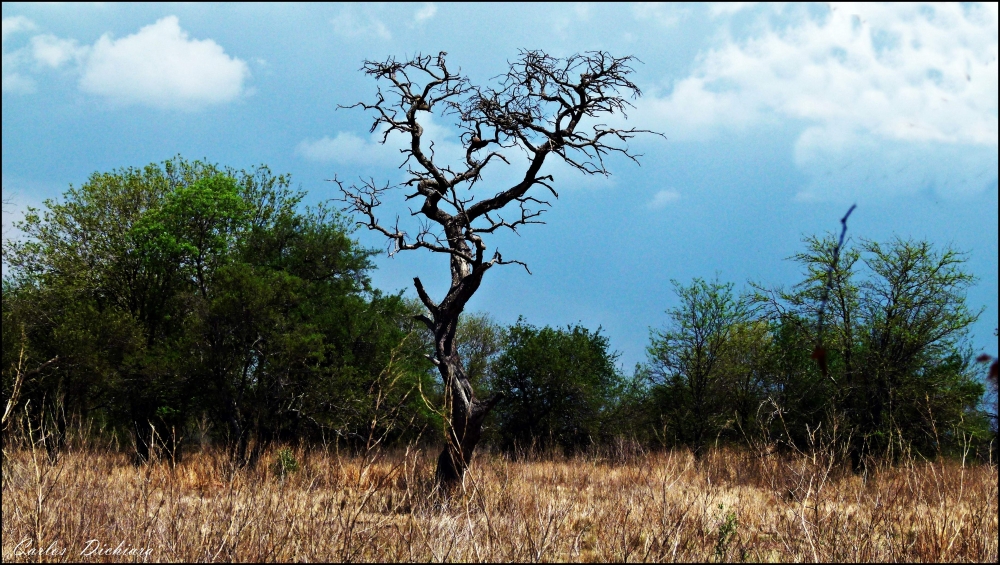 "Arbol caprichoso!!!!!!!!" de Carlos Dichiara