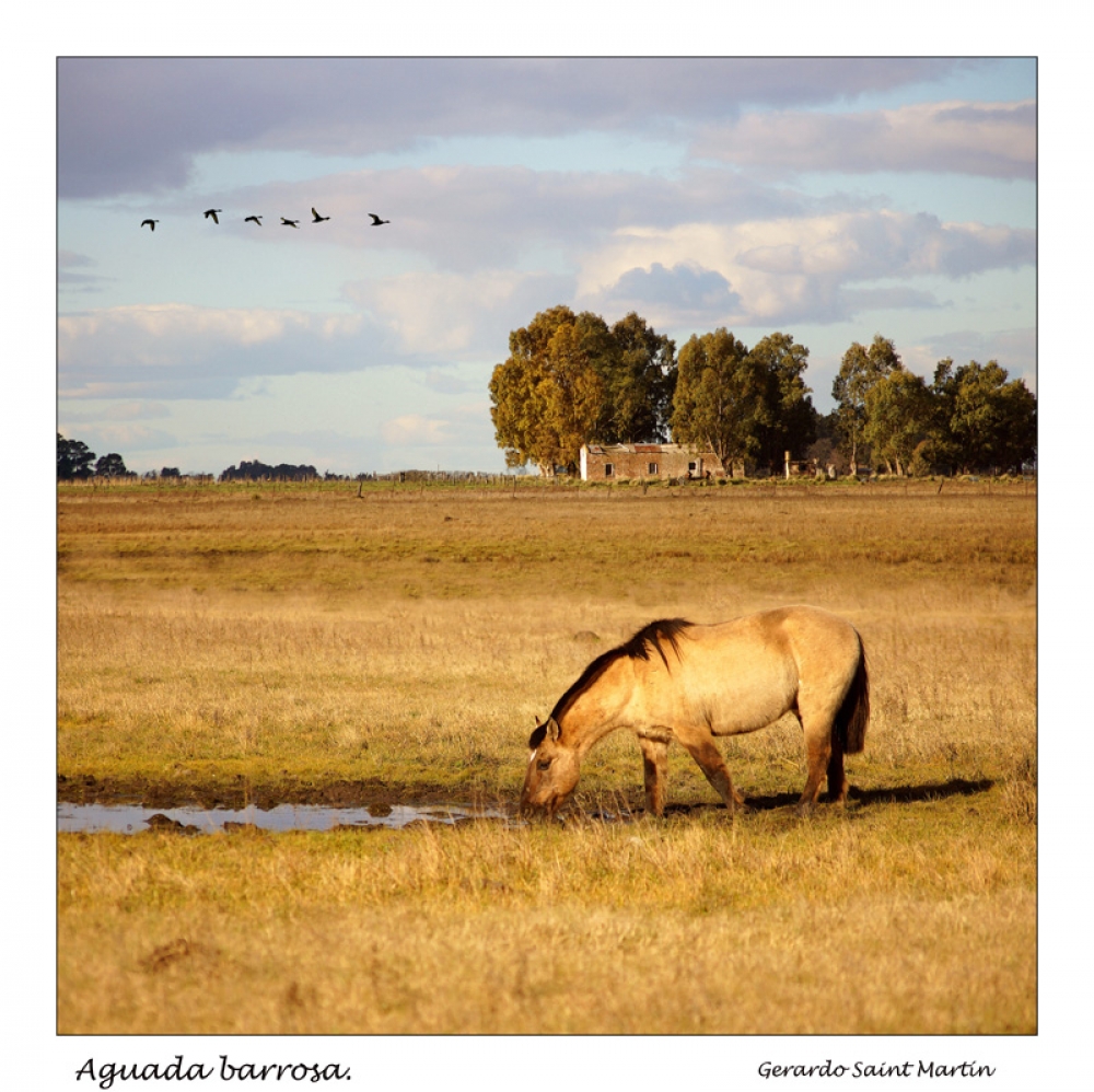 "Aguada barrosa" de Gerardo Saint Martn