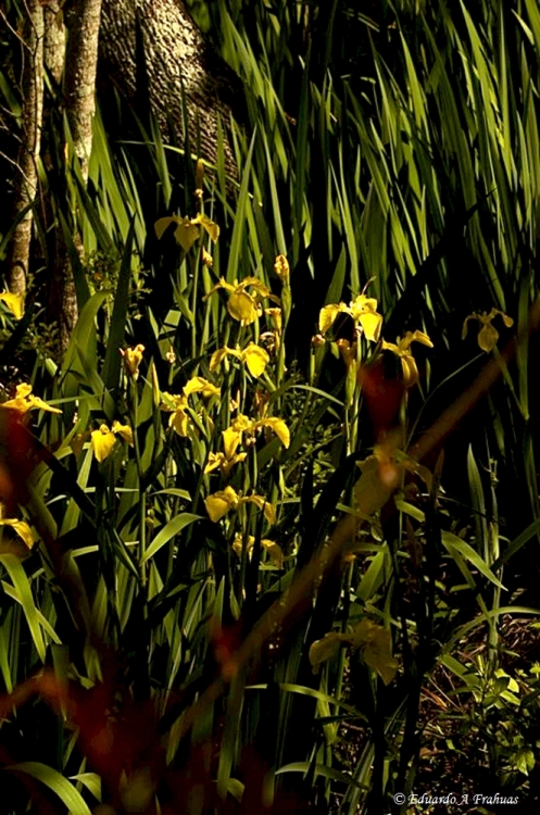 "Unas flores en la selva" de Eduardo A. Fraguas