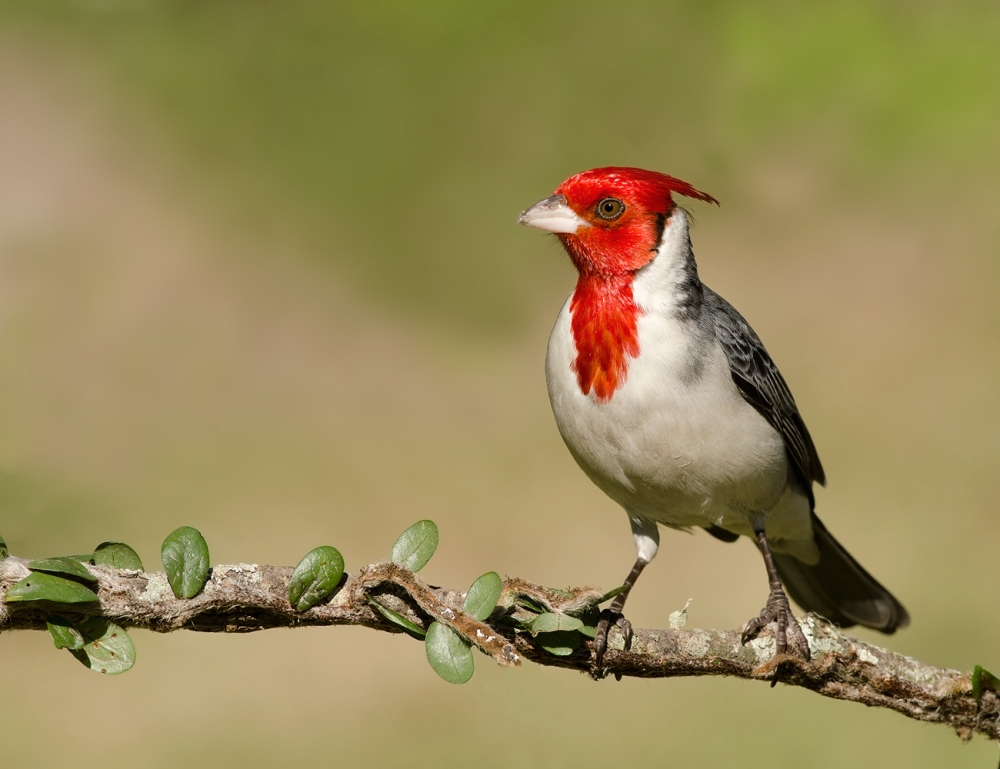 "CARDENAL" de Agustin Olmedo