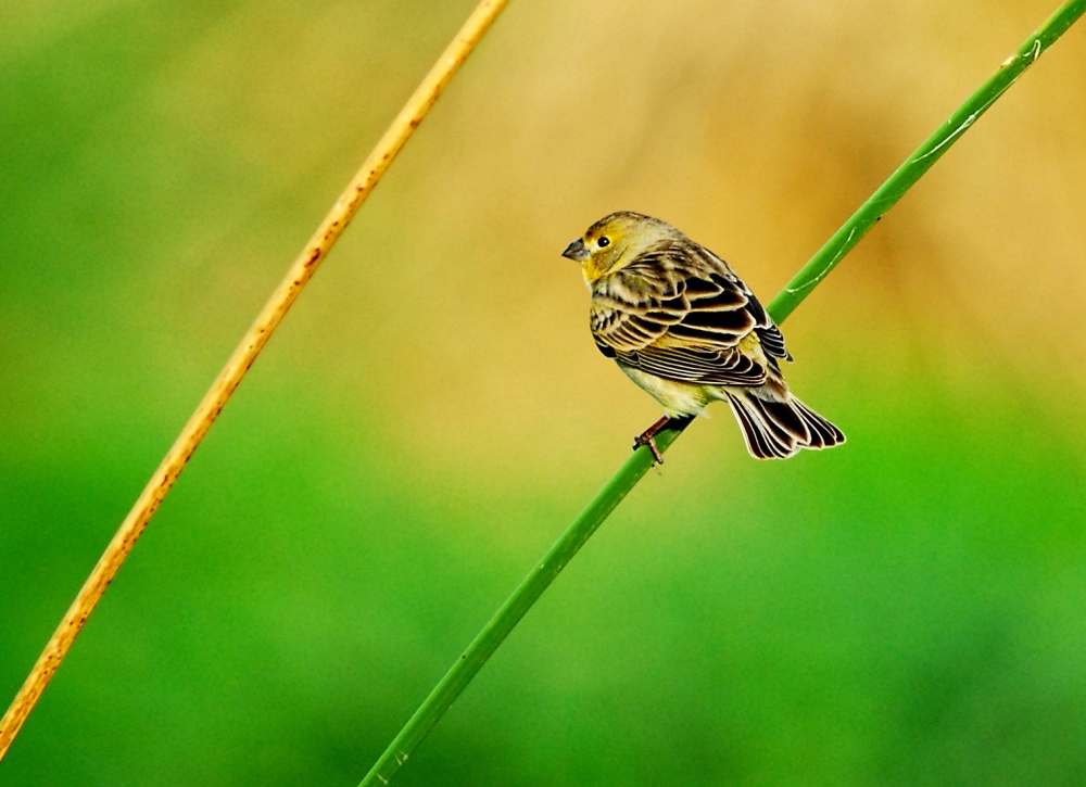 "entre juncos" de Luis Silva