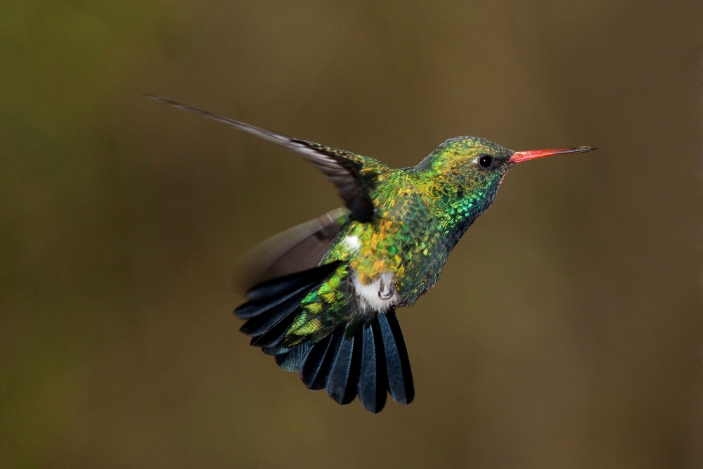 "Maestro del vuelo." de Mario Tizn