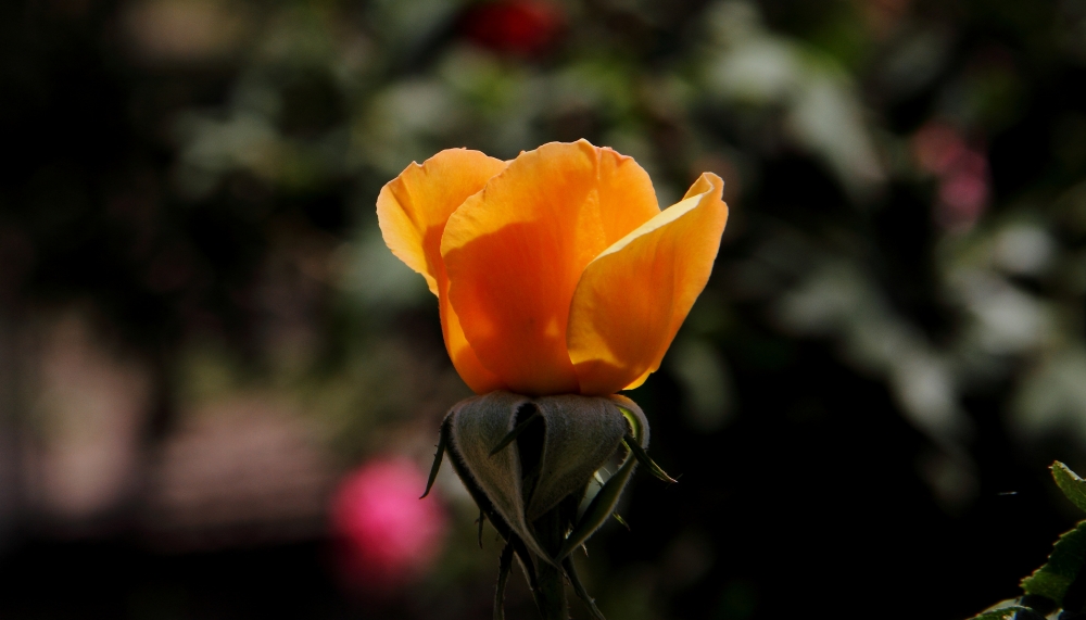 "Un poco de Primavera." de Nicols Potenza