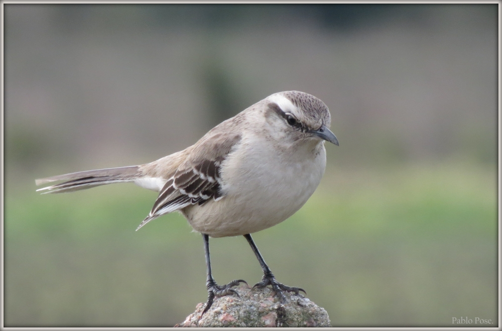 "Calandria preocupada." de Pablo Pose