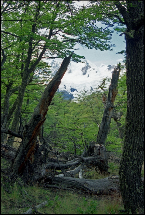 "En los bosques del Chalten" de Jorge Vicente Molinari