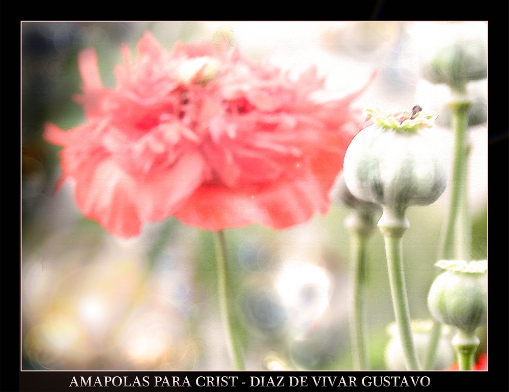 "Amapolas para crist - Diaz de vivar gustavo" de Gustavo Diaz de Vivar