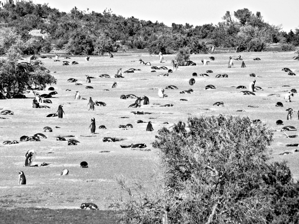 "Campo minado" de Mara Andreadiaz