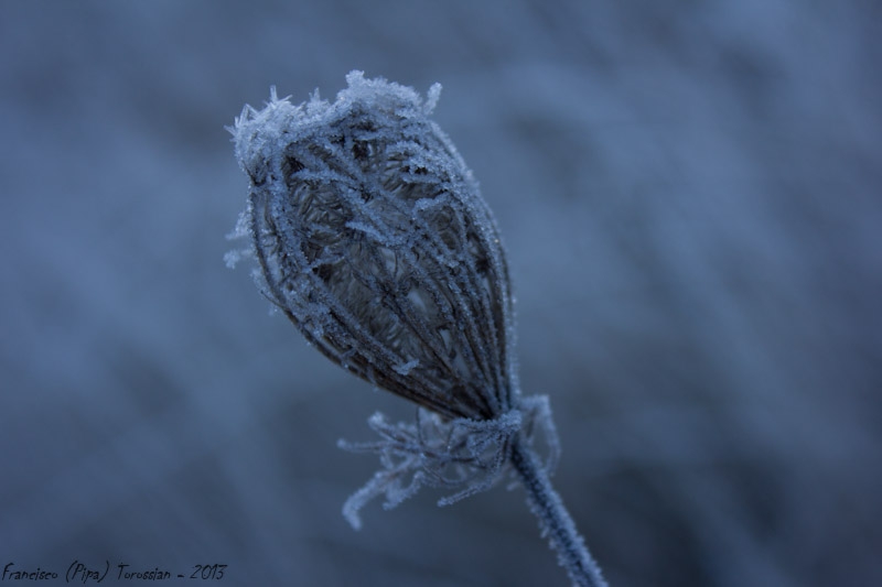 "Brrrrrr....!!!!" de Francisco Andres Torossian