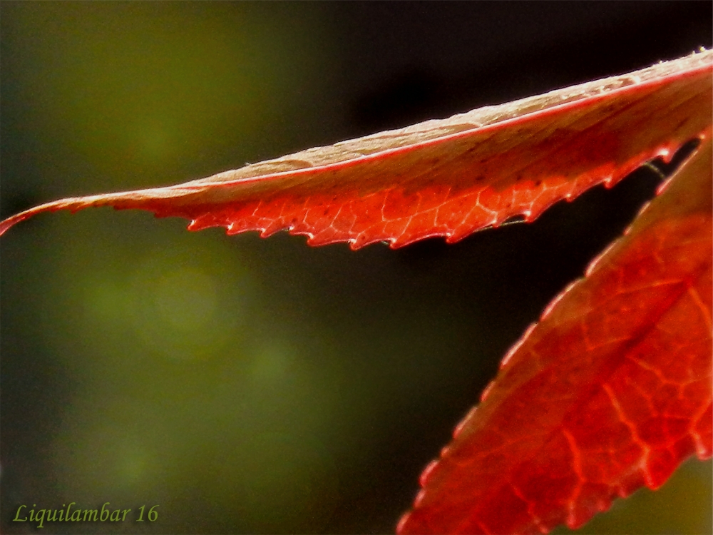 "Liquidambar 16 - Diaz De Vivar Gustavo" de Gustavo Diaz de Vivar