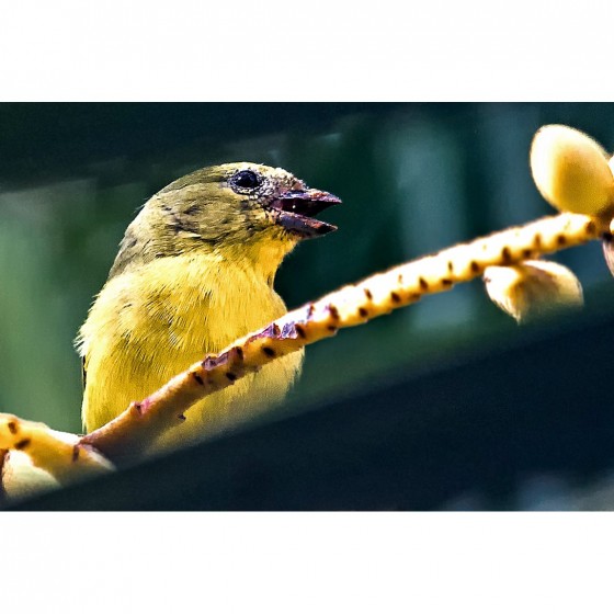 "Lindo Pajarito" de Virgilio Rodriguez