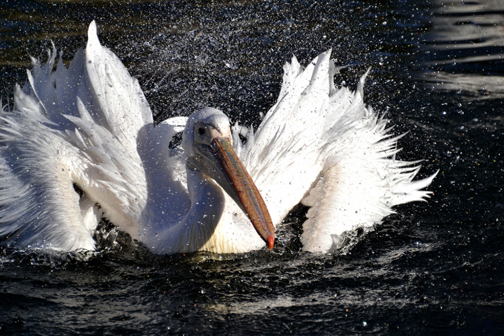 "Splashhhhhh!!!!!!!!!" de Mercedes Orden