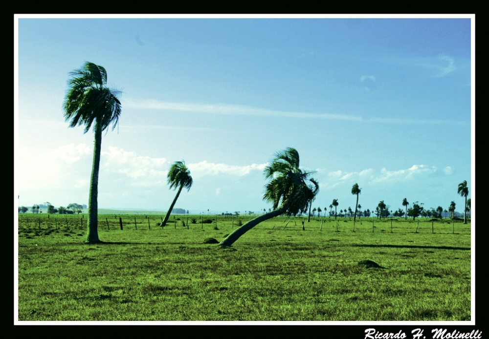 "Palmeral en Valizas,Depto. Rocha,Uruguay" de Ricardo H. Molinelli