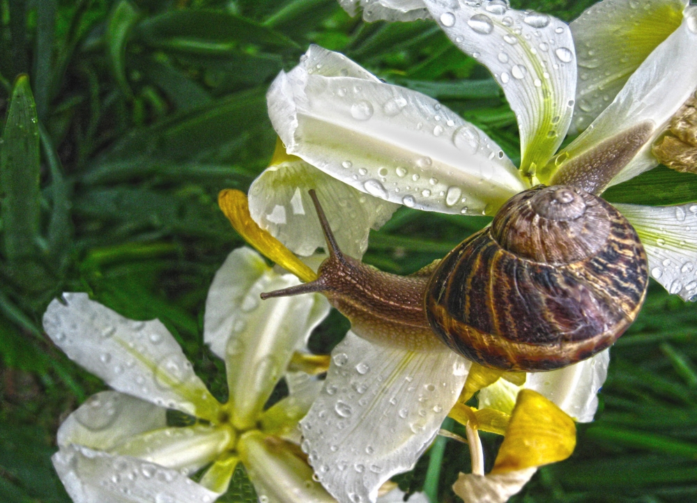 "Un paseo despus de la lluvia" de Mara Griselda Garca Cuerva