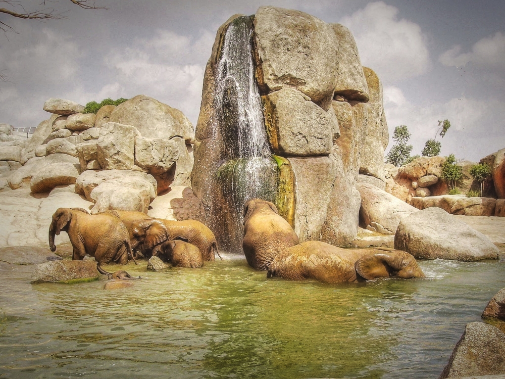 "El bao de los Elefantes" de Jos Medin Arnau Cantavella