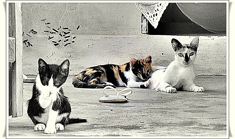 "escena de gatos" de Valeria Montrfano