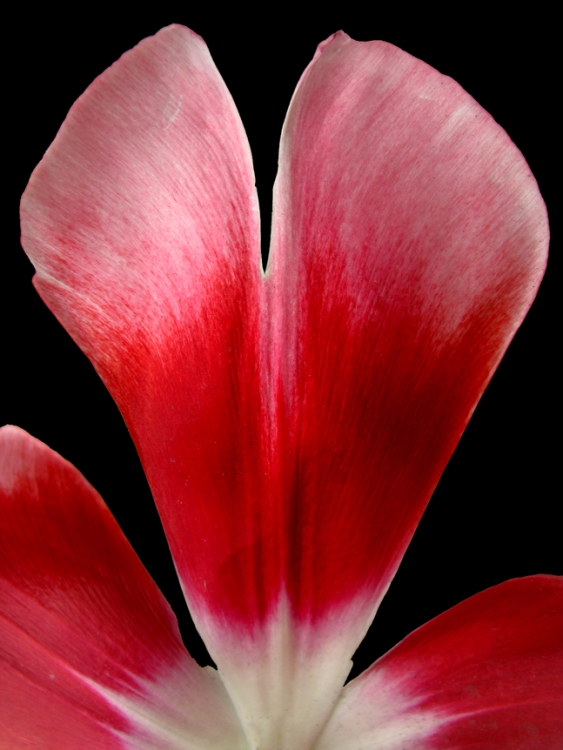 "ptalo de tulipn" de Jorge Mariscotti (piti)