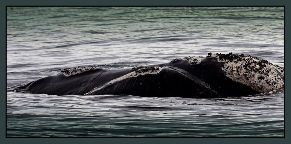 "Ballena Franca Austral en su Habitat" de Jos Ignacio Barrionuevo