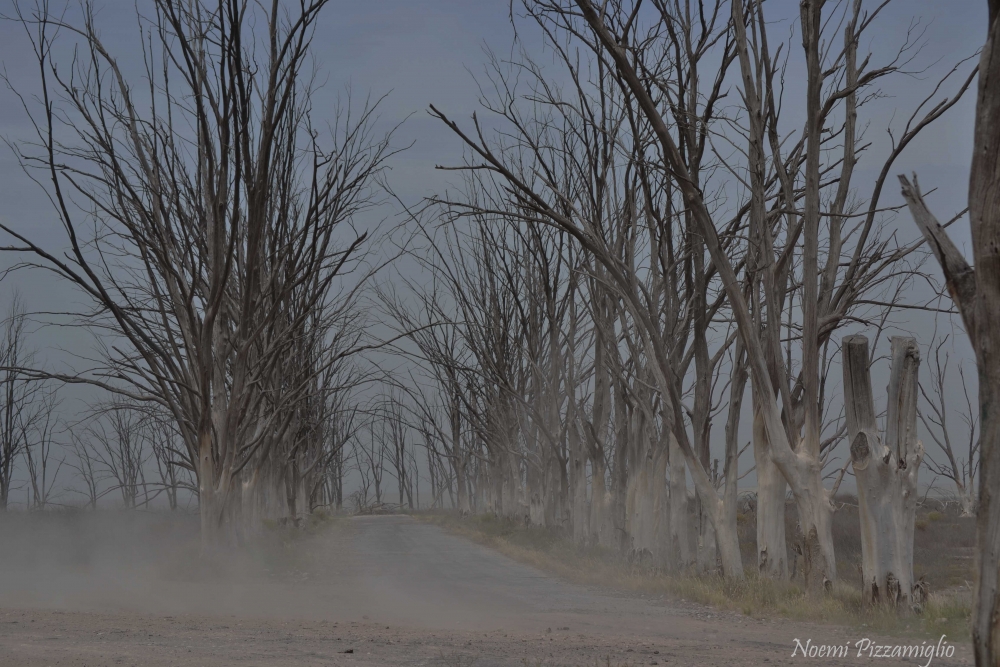 "viento" de Noemi Pizzamiglio