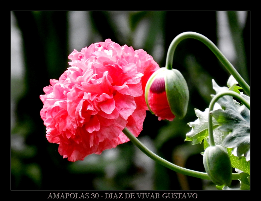 "Amapolas 30 - Diaz De Vivar Gustavo" de Gustavo Diaz de Vivar