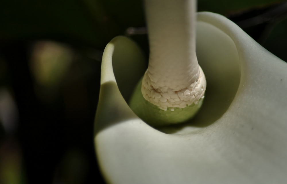 "floral" de Hctor Rodrguez Cacheiro