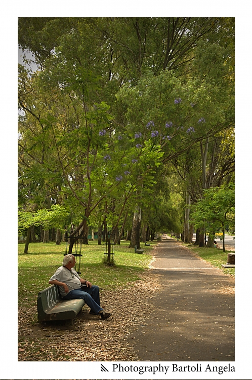 "Tarde de Verano" de Angela R. Bartoli