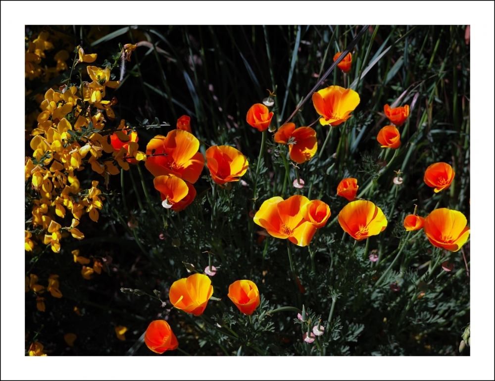 "Flores silvestres" de Daniel Alberto Sapag