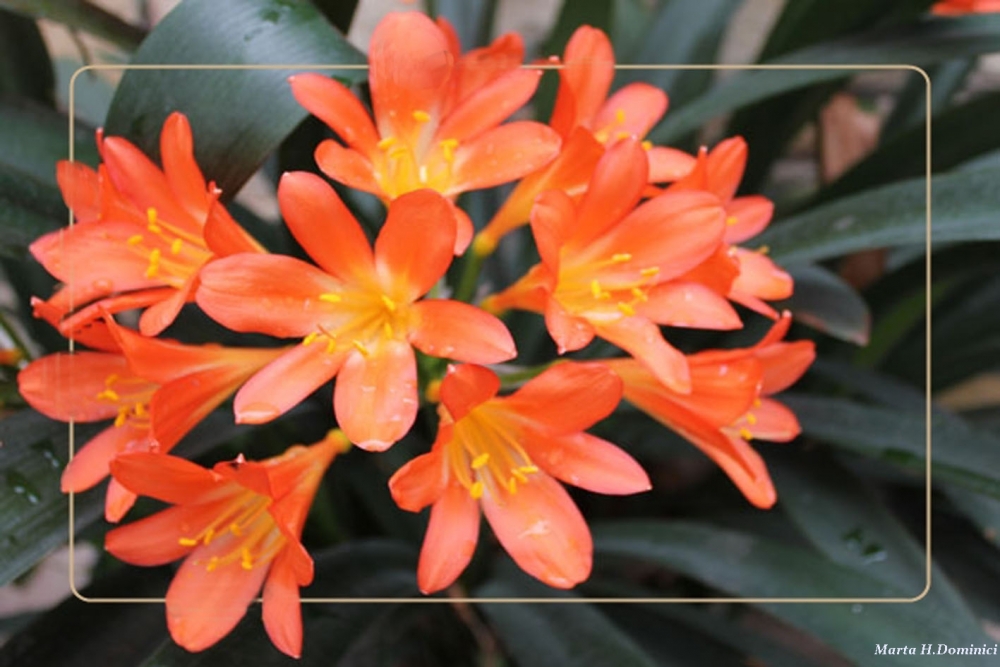 "Clivia" de Marta Dominici