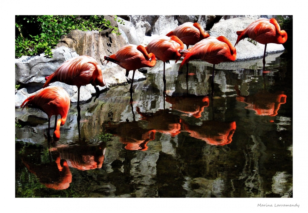 "Flamencos reflejados" de Marina Larramendy