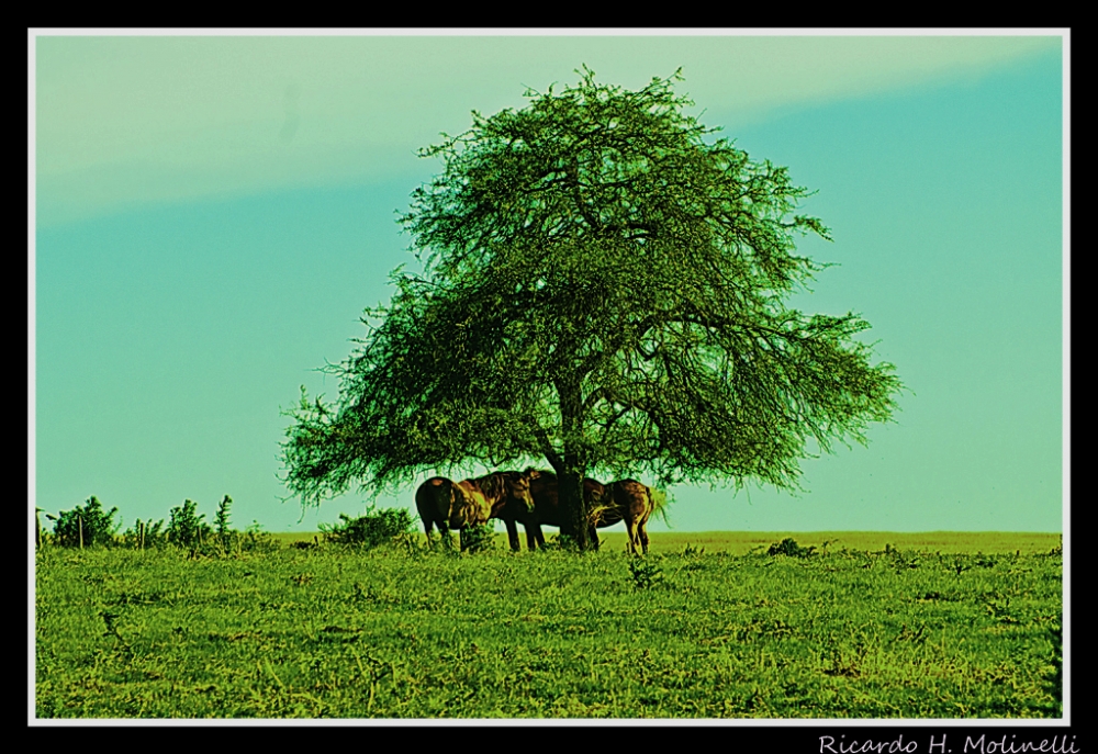 "Buscando sombra" de Ricardo H. Molinelli