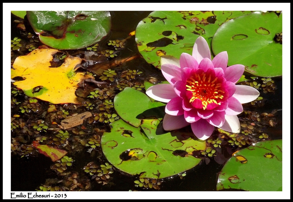 "A flor de agua" de Emilio Echesuri